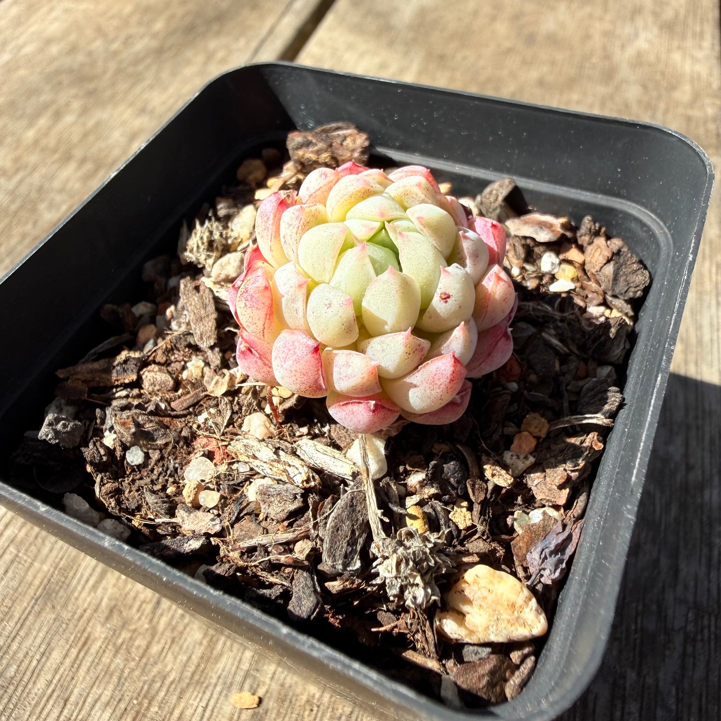 0710 Echeveria Vincent Catto