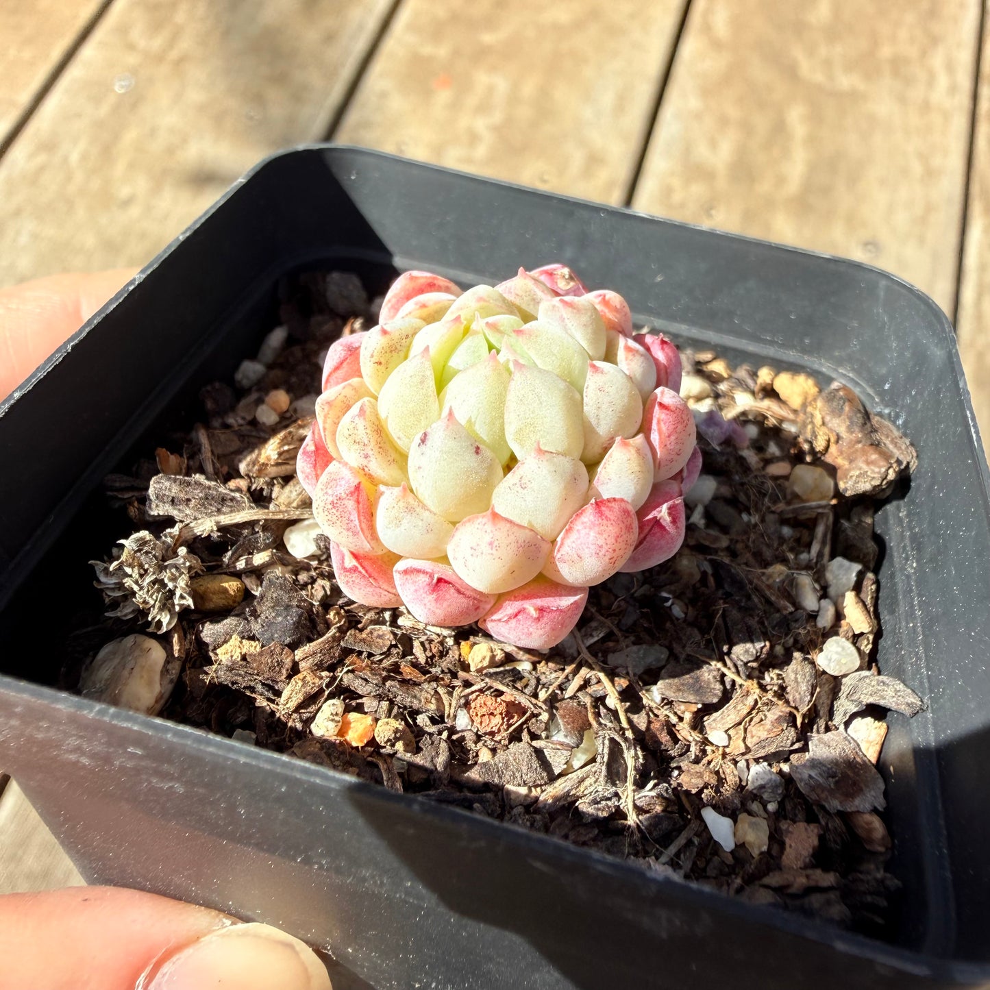 0710 Echeveria Vincent Catto