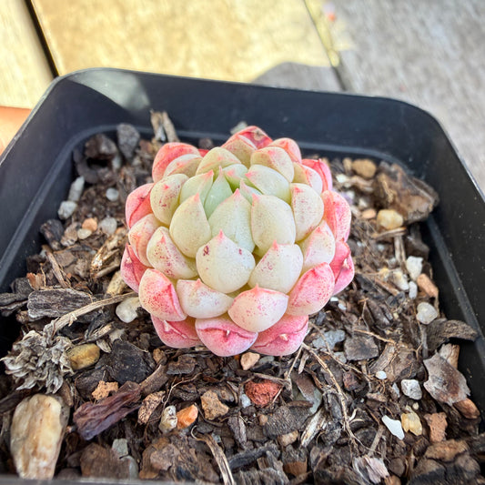 0710 Echeveria Vincent Catto