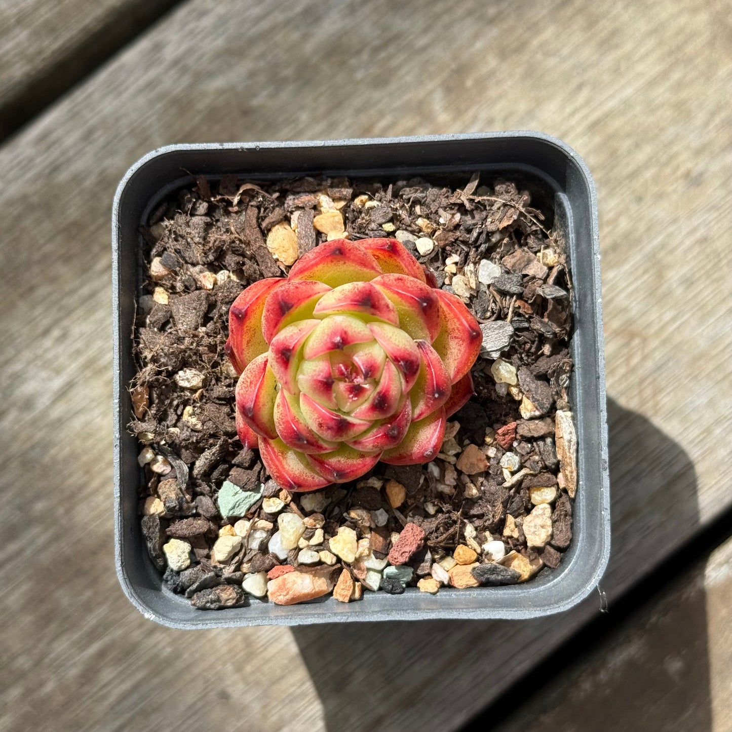 0710 Echeveria 'Moon Stone'