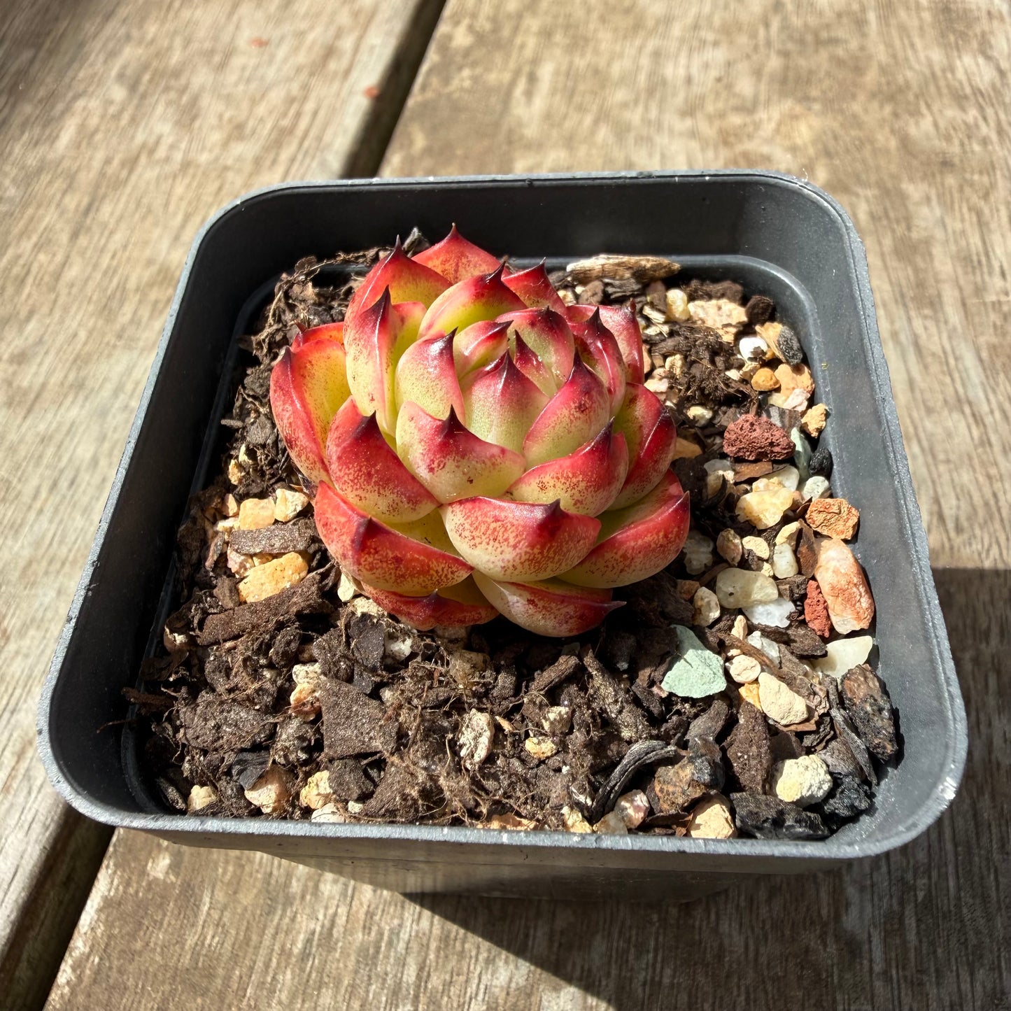 0710 Echeveria 'Moon Stone'