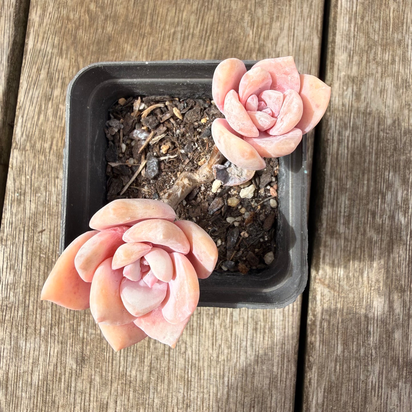 0710 Graptoveria Pink Laui