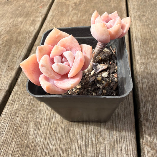 0710 Graptoveria Pink Laui