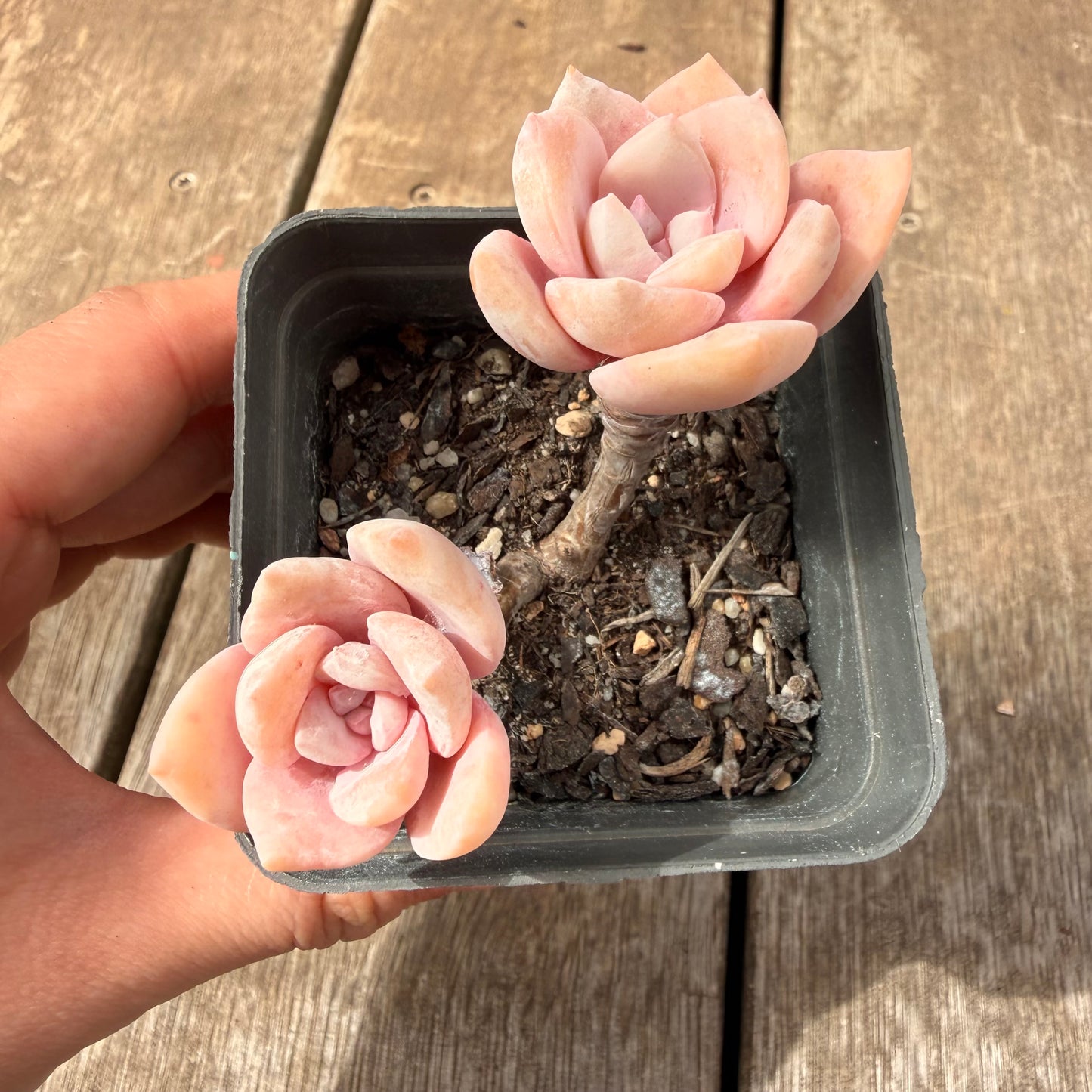 0710 Graptoveria Pink Laui