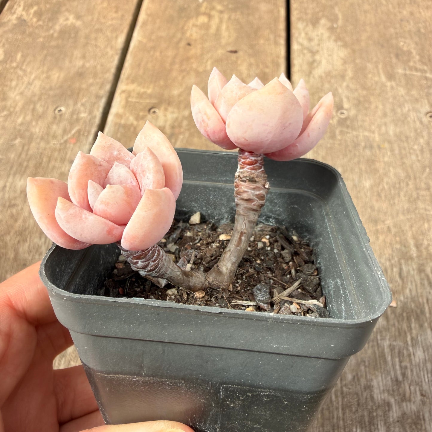 0710 Graptoveria Pink Laui
