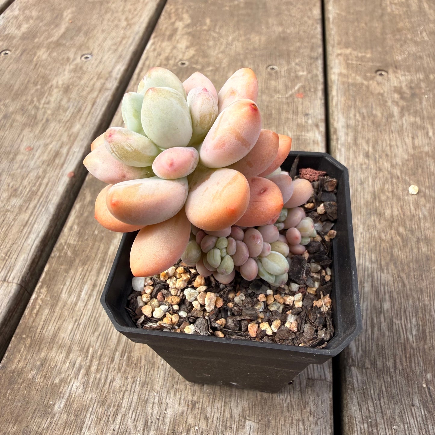 0710 Pachyveria 'Elaine Reinelt'