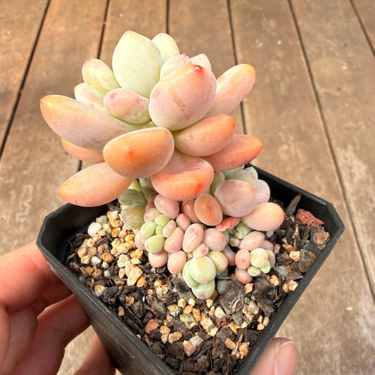 0710 Pachyveria 'Elaine Reinelt'