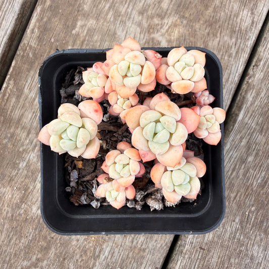 0710 Sedeveria Pudgy