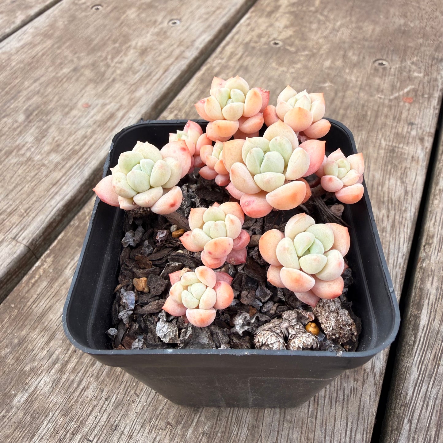 0710 Sedeveria Pudgy