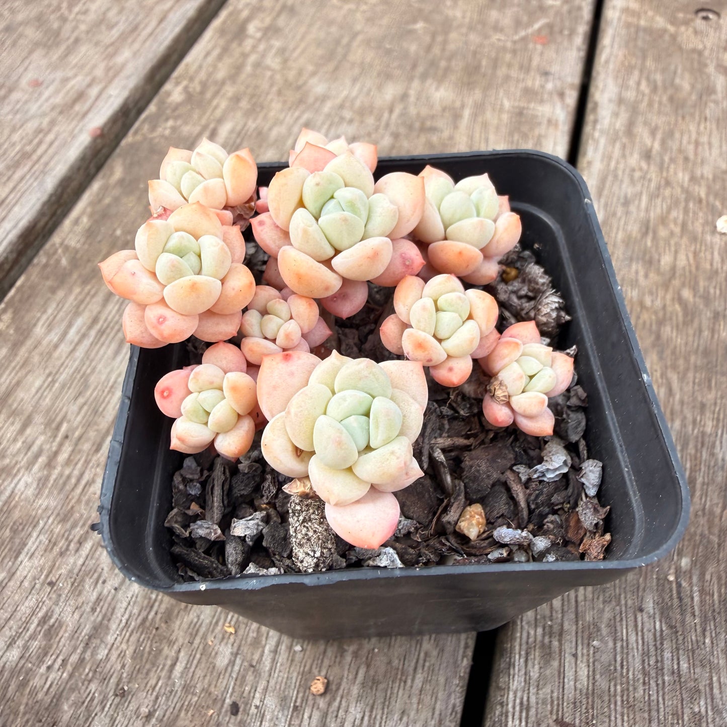 0710 Sedeveria Pudgy