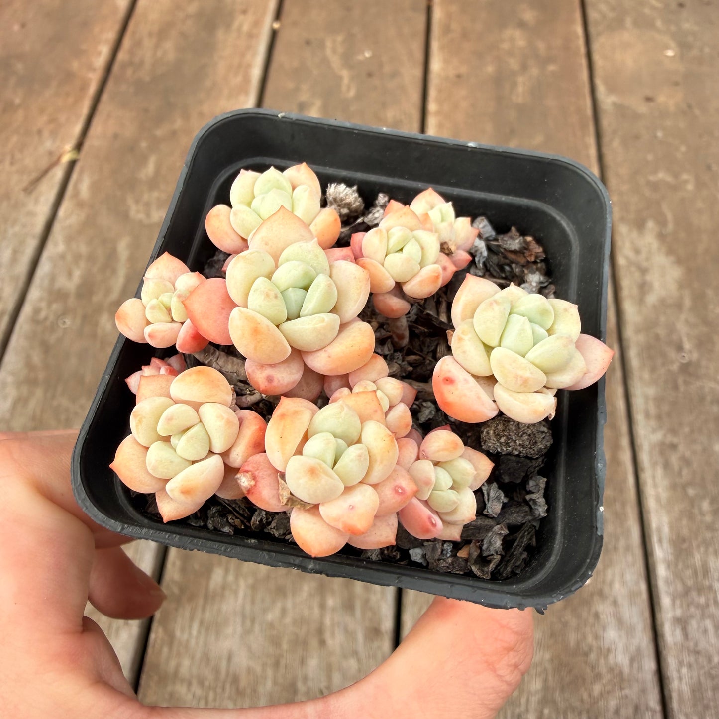 0710 Sedeveria Pudgy