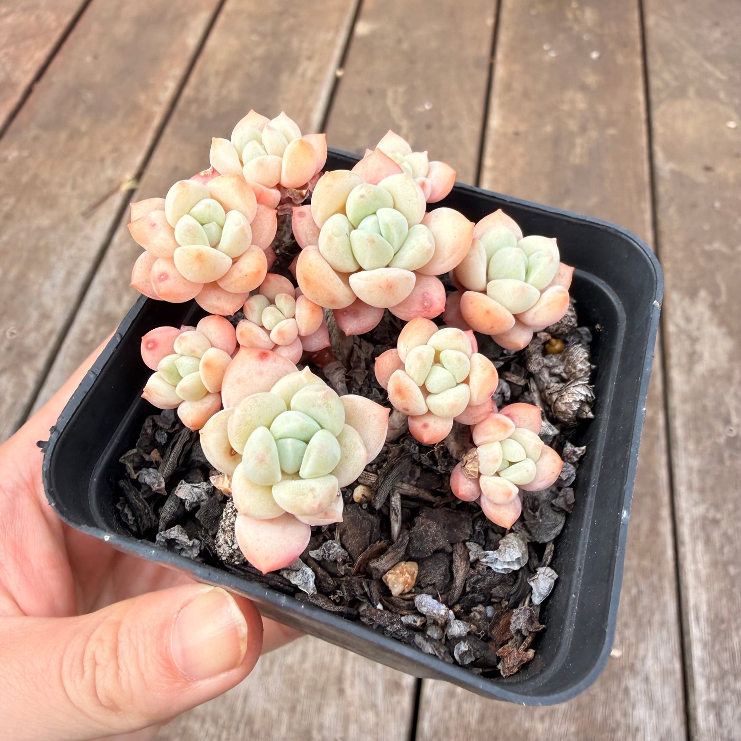 0710 Sedeveria Pudgy