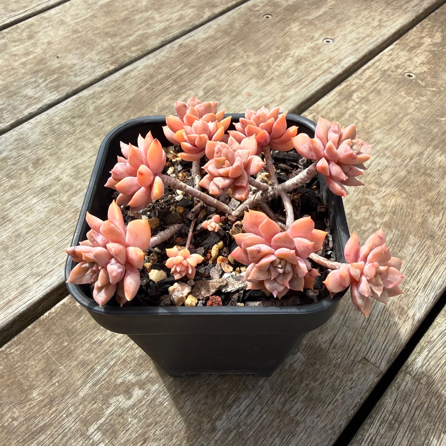 0710 Sedeveria Purple Drop aka Victor