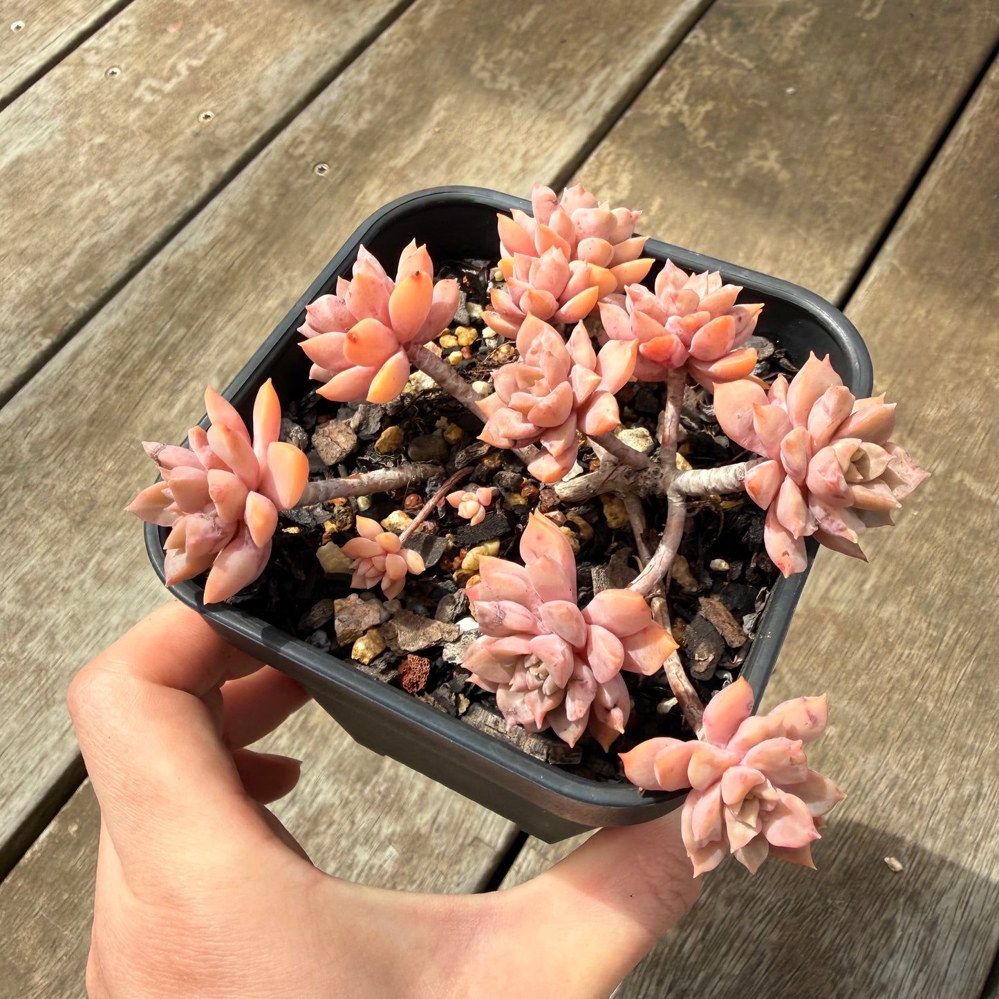 0710 Sedeveria Purple Drop aka Victor