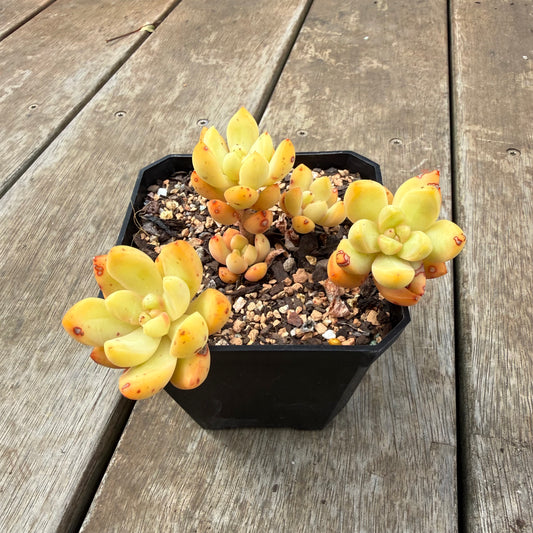 0710 Sedum Adolphii 'Golden glow'
