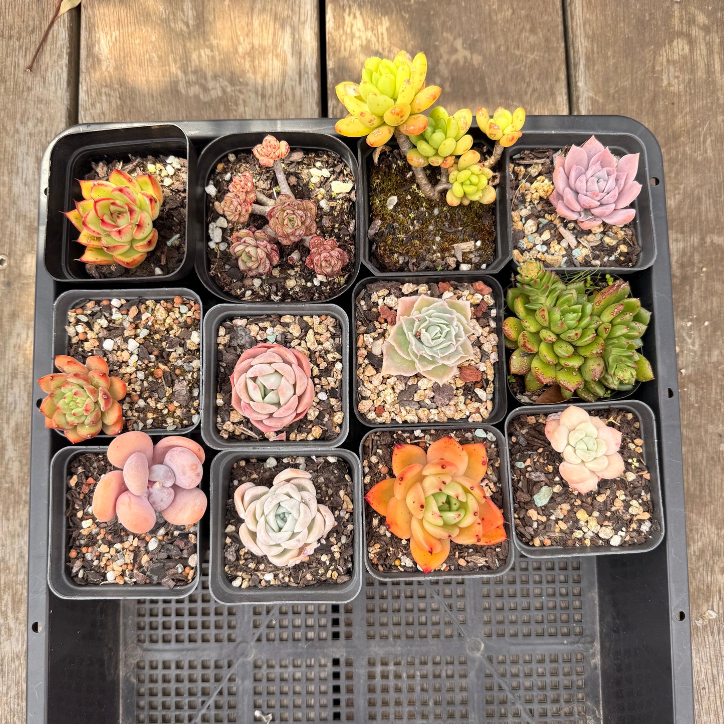 000 Succulent Jumbo Value Pack [J5]