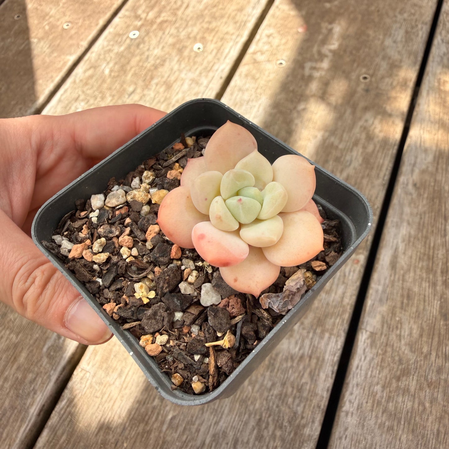 000 Succulent Jumbo Value Pack [J5]