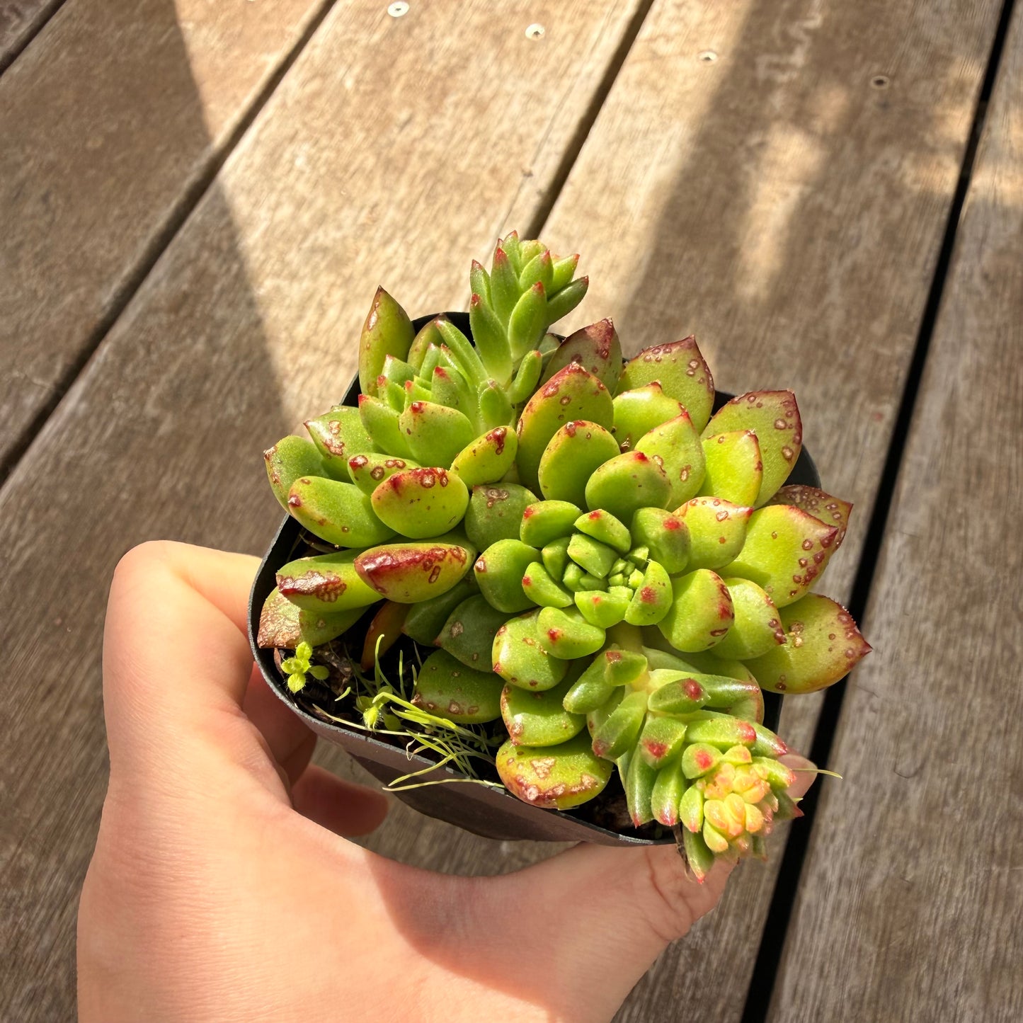 000 Succulent Jumbo Value Pack [J5]