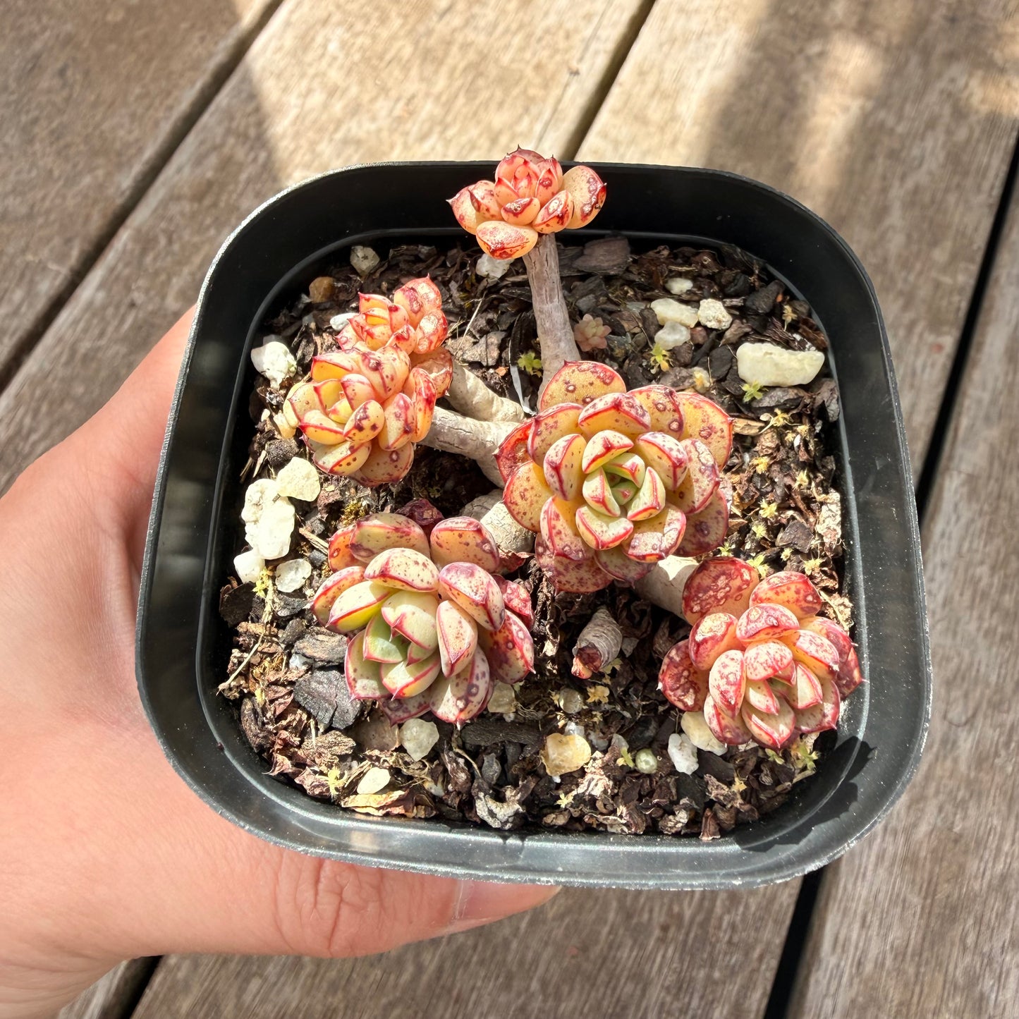 000 Succulent Jumbo Value Pack [J5]