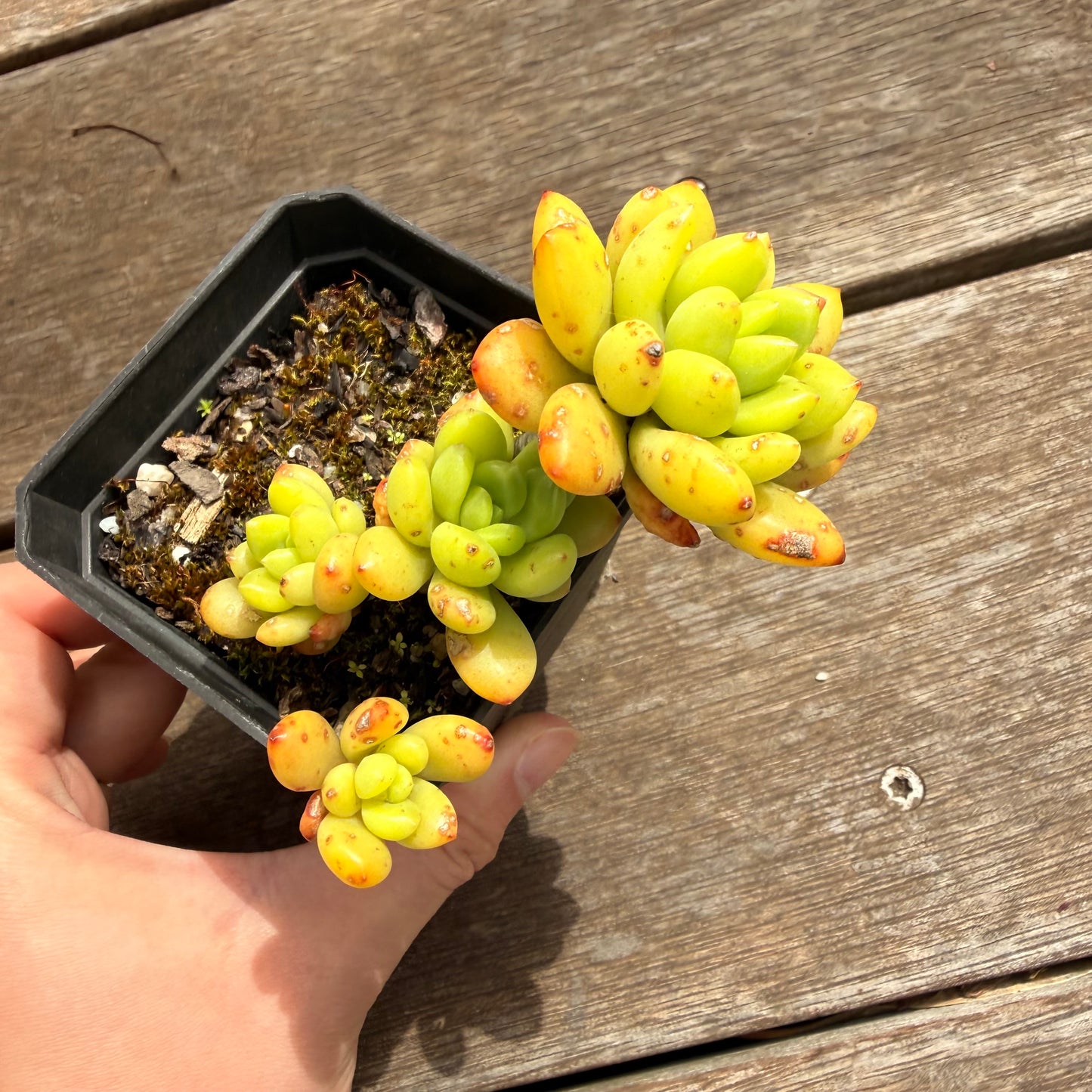 000 Succulent Jumbo Value Pack [J5]