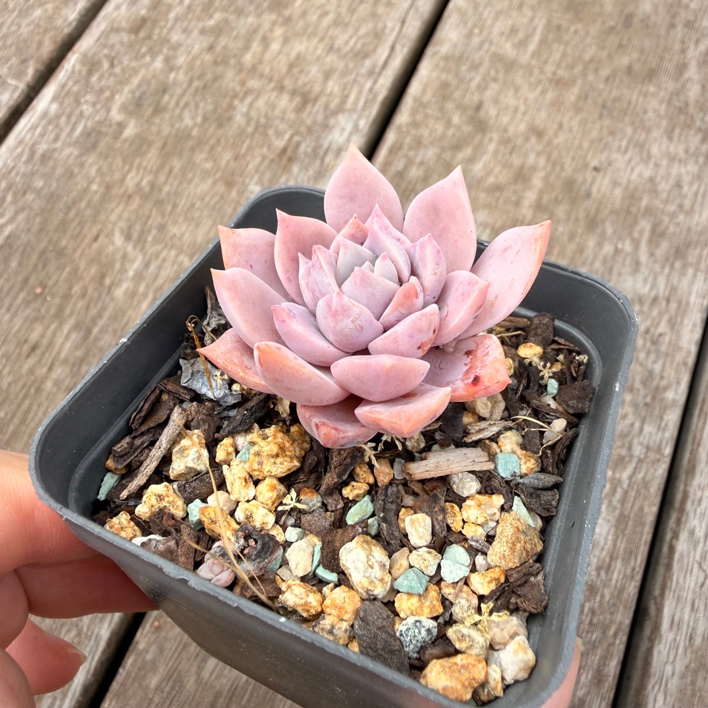 000 Succulent Jumbo Value Pack [J5]