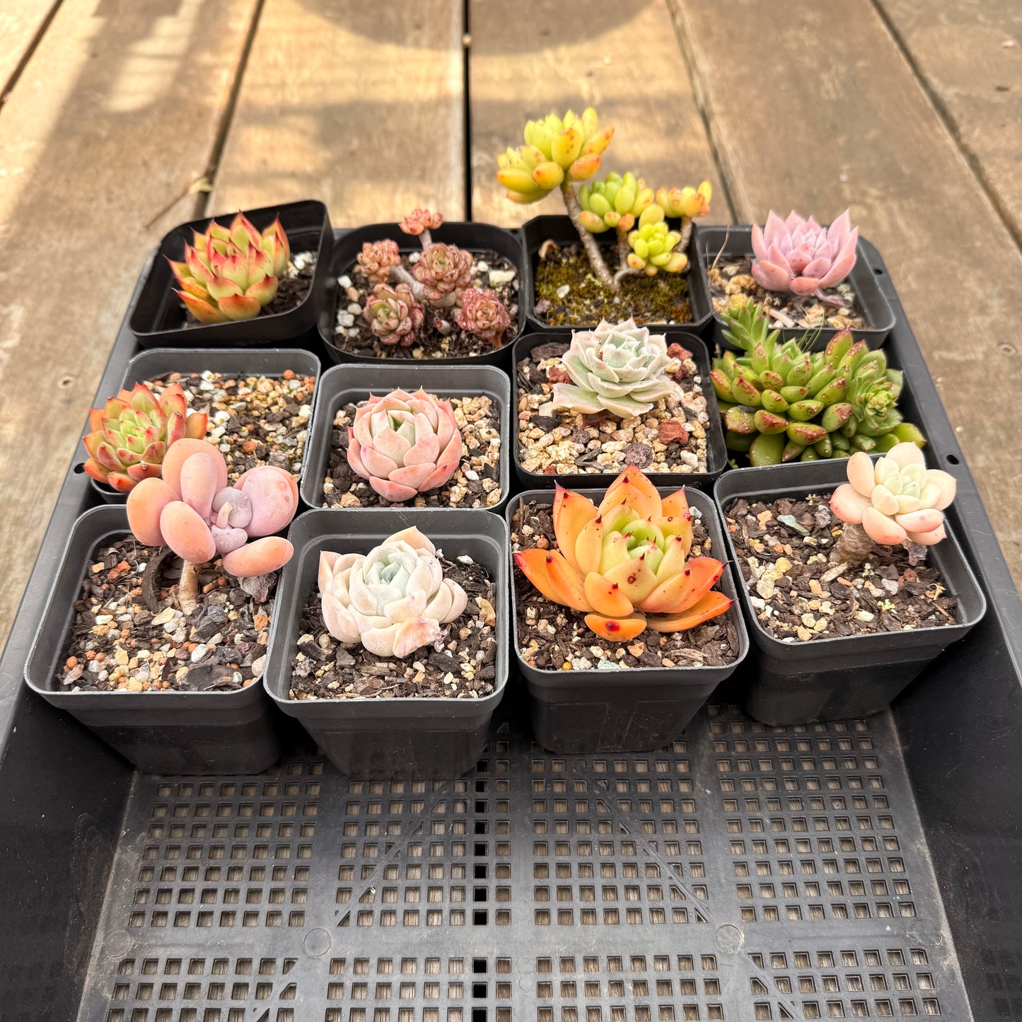000 Succulent Jumbo Value Pack [J5]