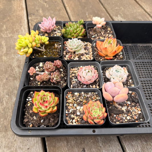 000 Succulent Jumbo Value Pack [J5]