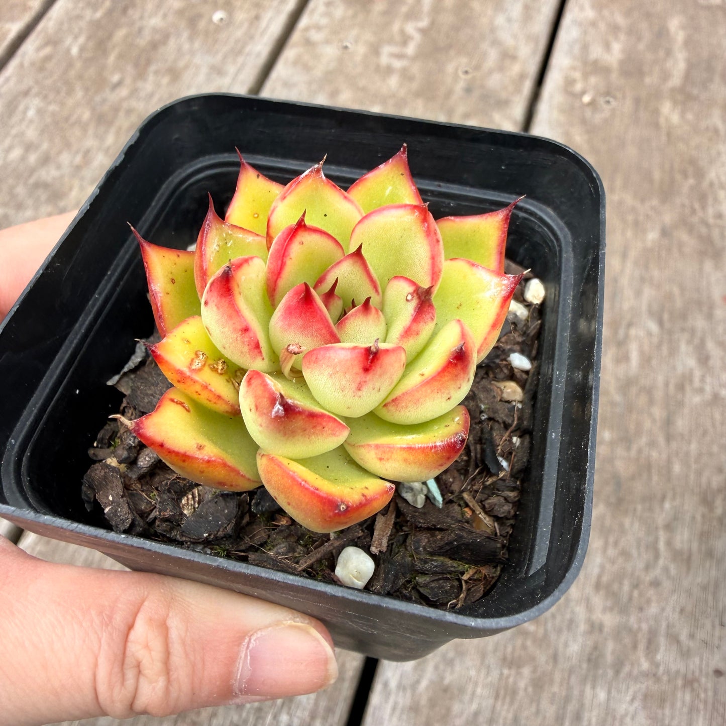 000 Succulent Jumbo Value Pack [J5]