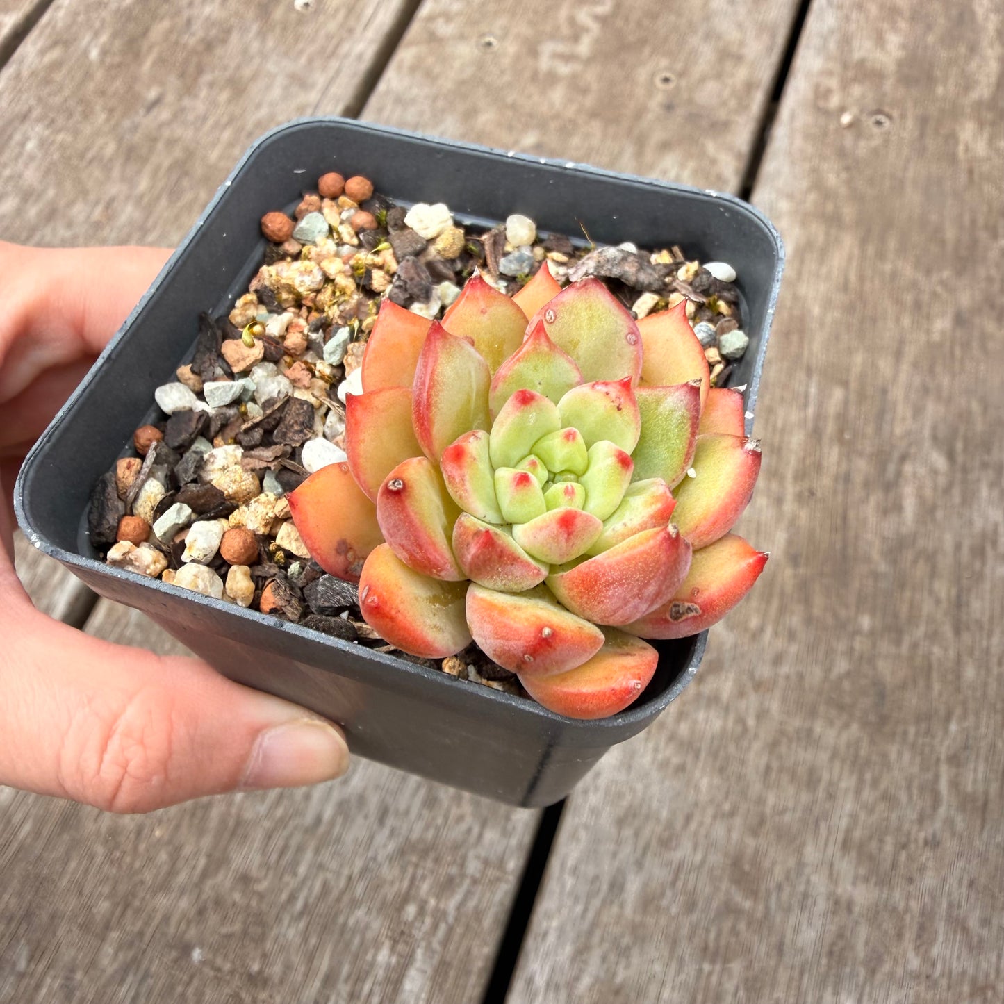 000 Succulent Jumbo Value Pack [J5]