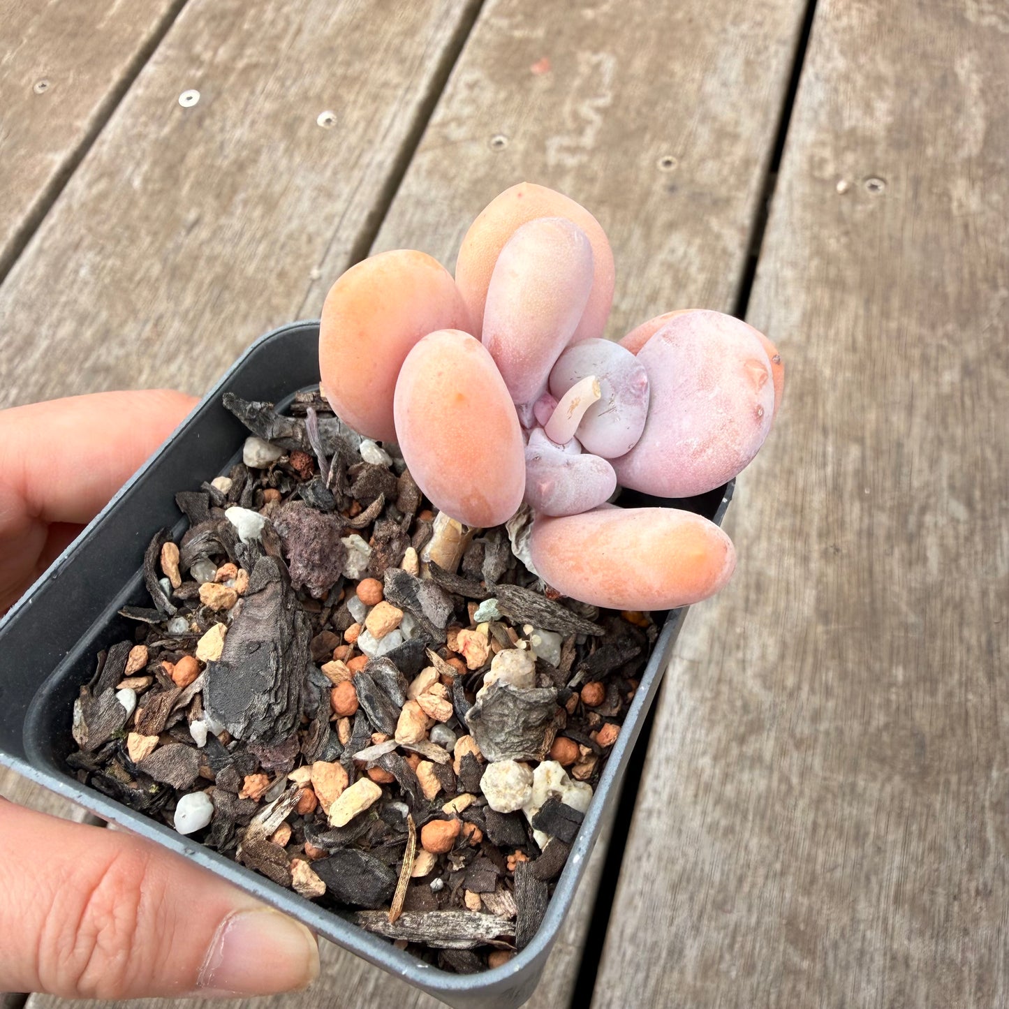000 Succulent Jumbo Value Pack [J5]