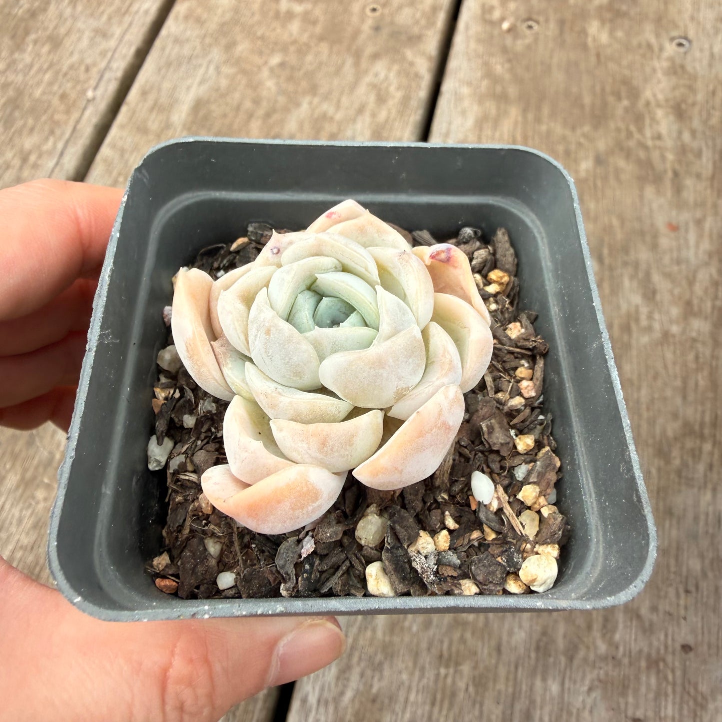 000 Succulent Jumbo Value Pack [J5]