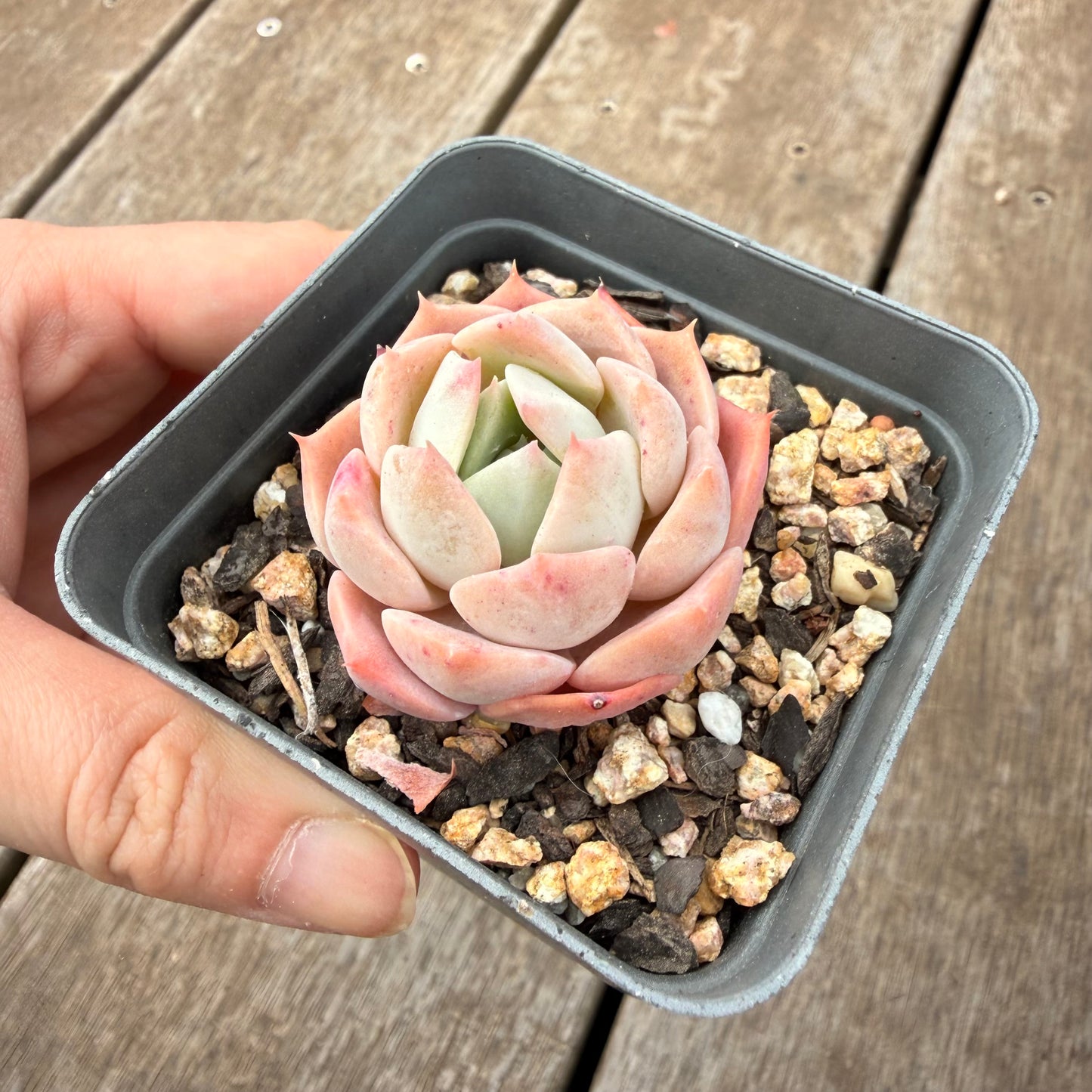000 Succulent Jumbo Value Pack [J5]