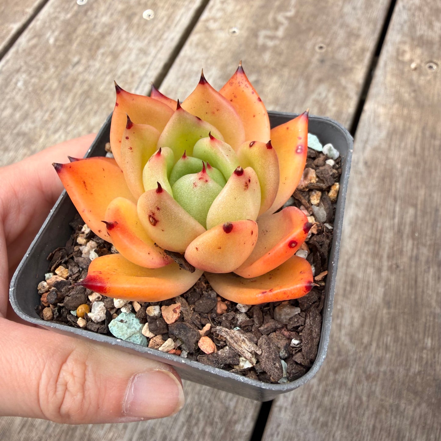 000 Succulent Jumbo Value Pack [J5]
