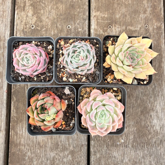 000 Succulent Value Pack [N4]