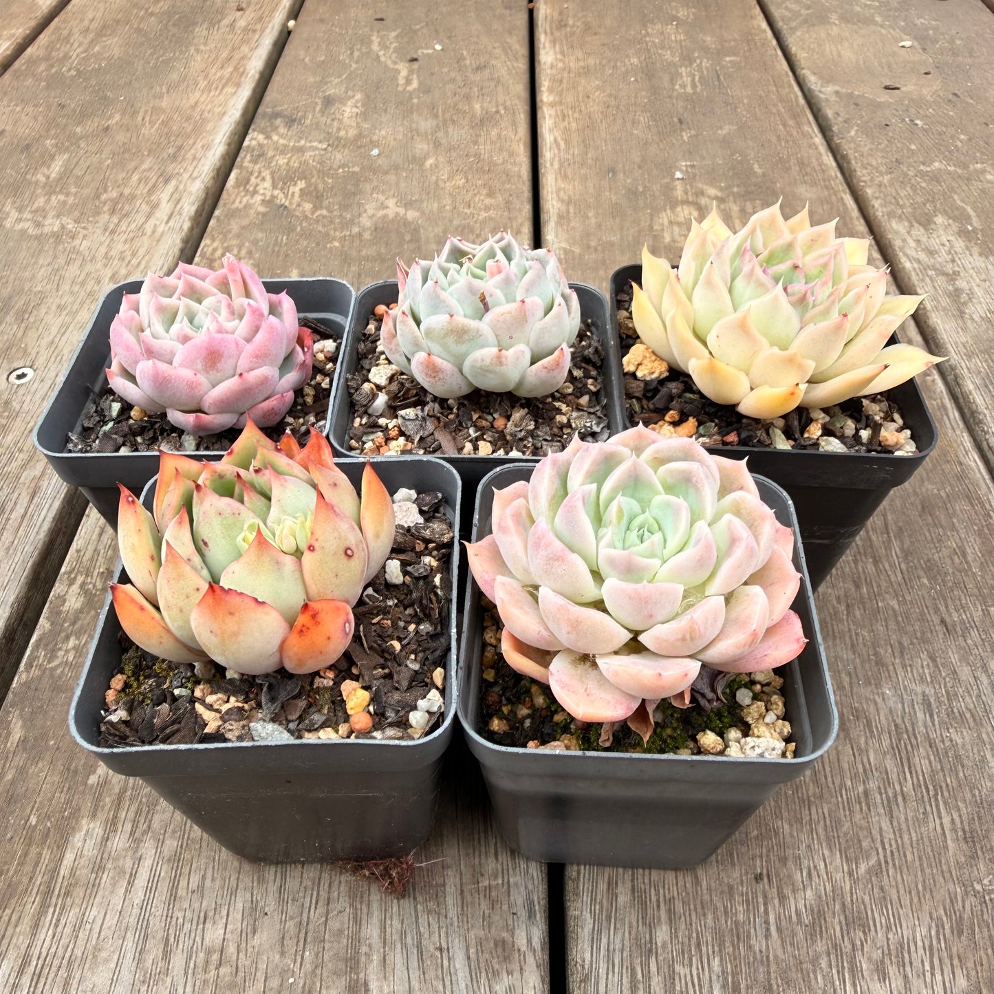 000 Succulent Value Pack [N4]