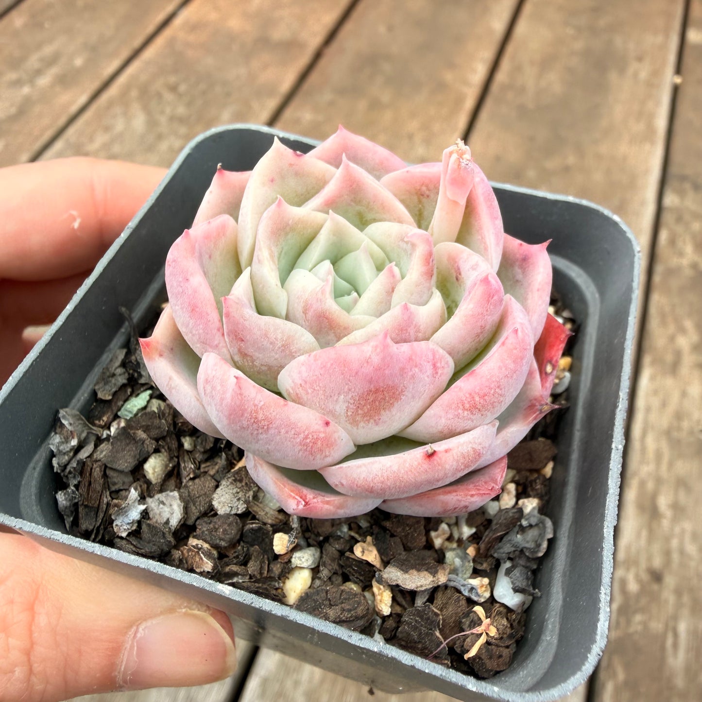 000 Succulent Value Pack [N4]