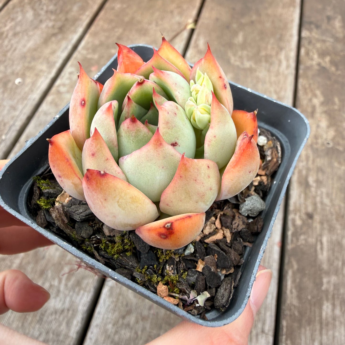 000 Succulent Value Pack [N4]