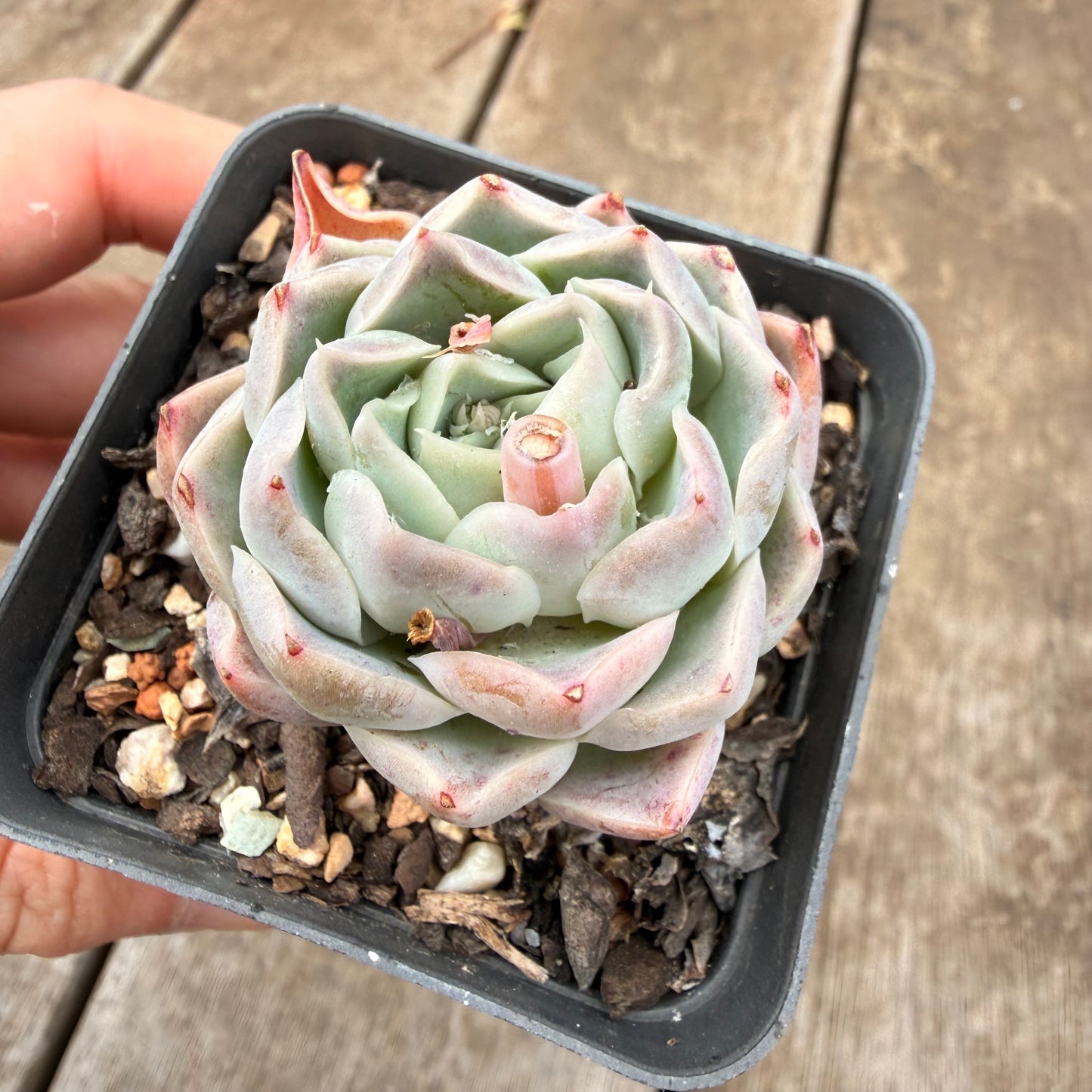 000 Succulent Value Pack [N4]