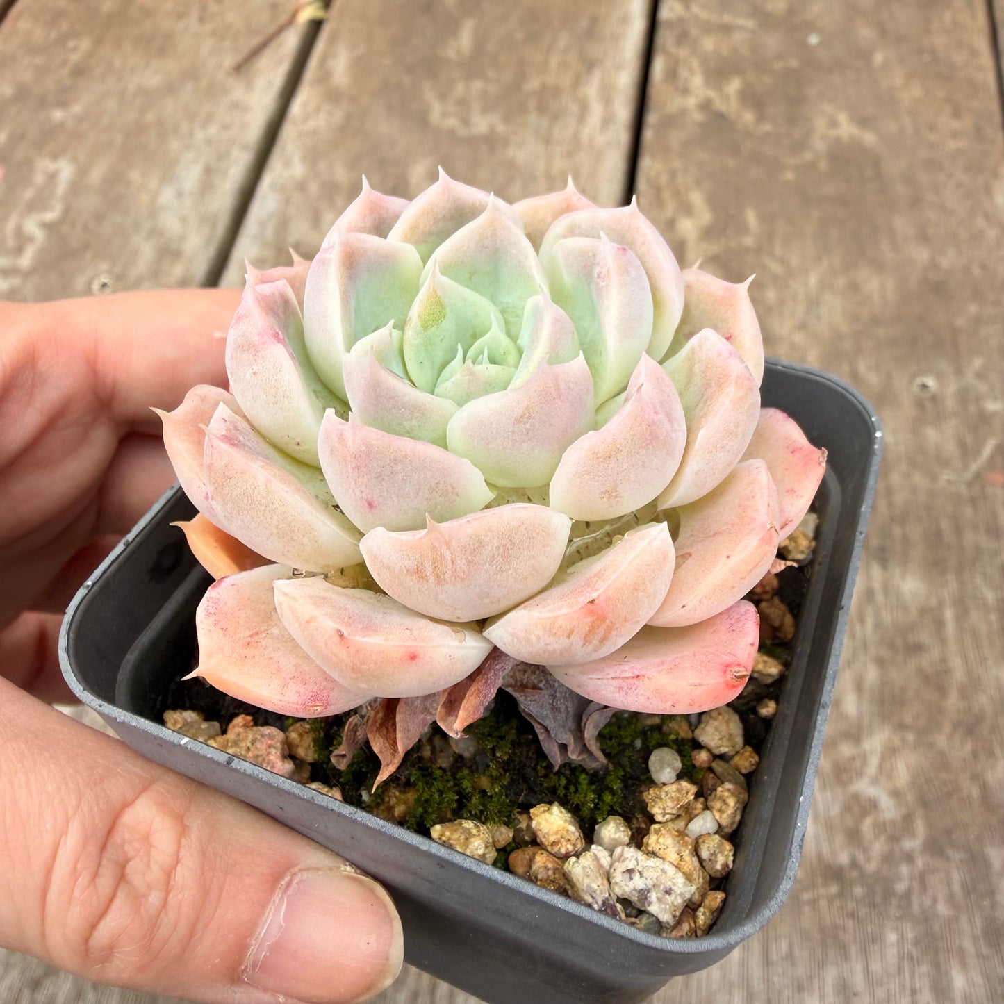 000 Succulent Value Pack [N4]