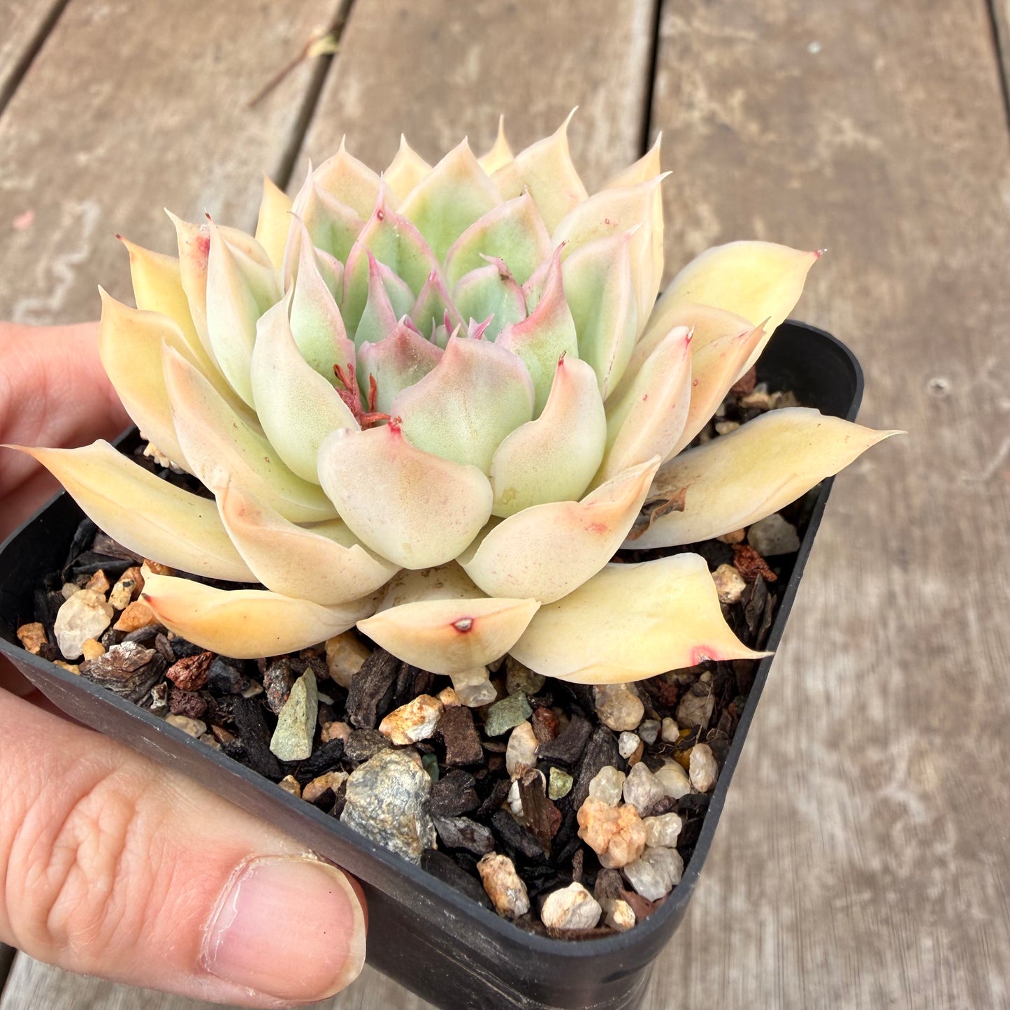 000 Succulent Value Pack [N4]