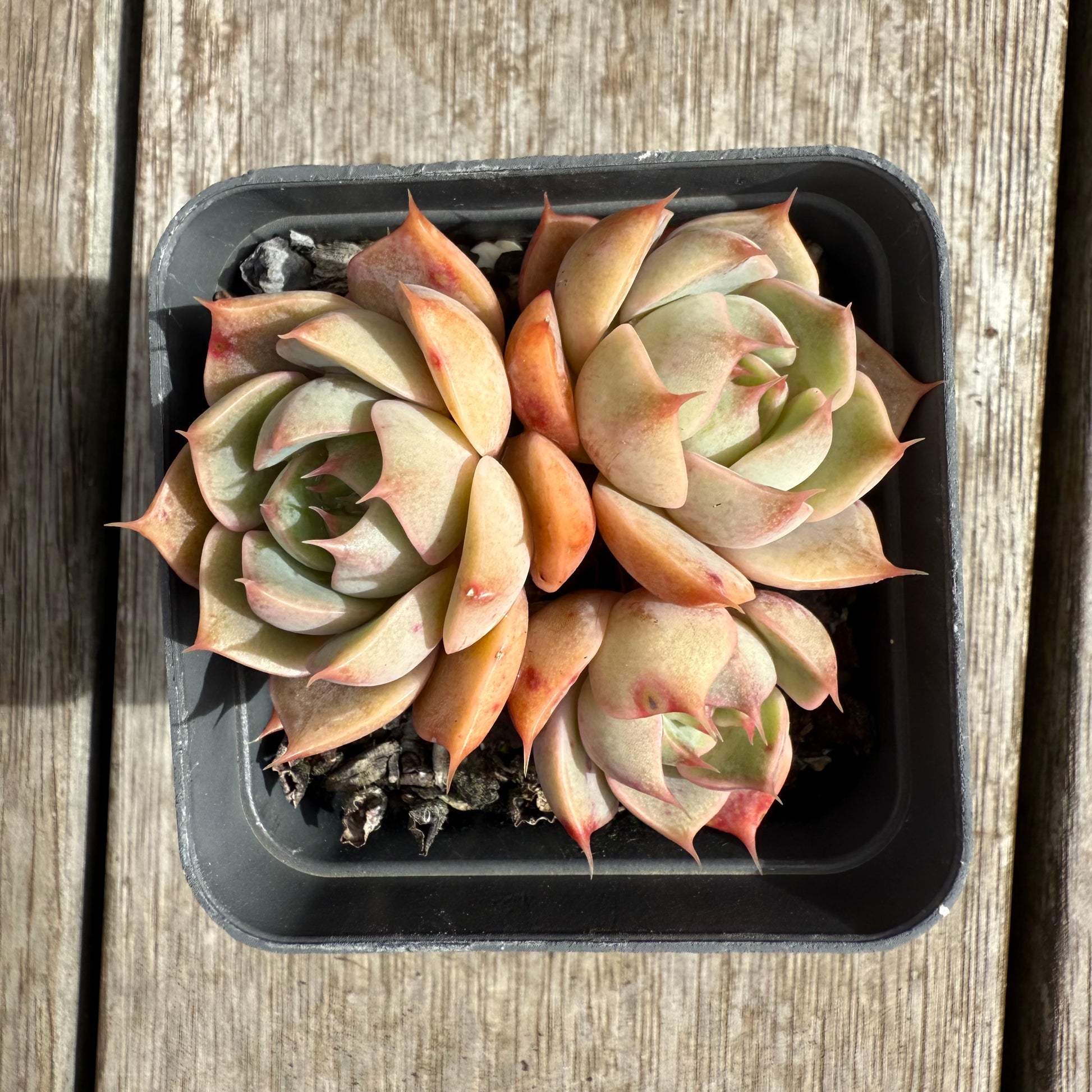 succulent lily 0804 Echeveria Lily (Multi)