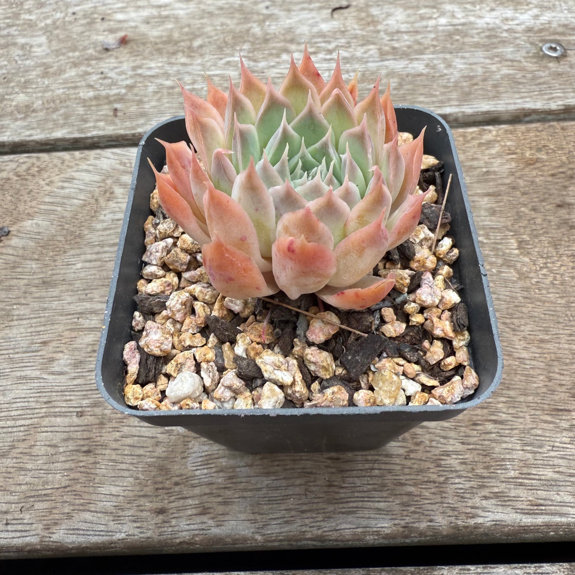 succulent ferris wheel 0804 Echeveria 'Ferris Wheel'