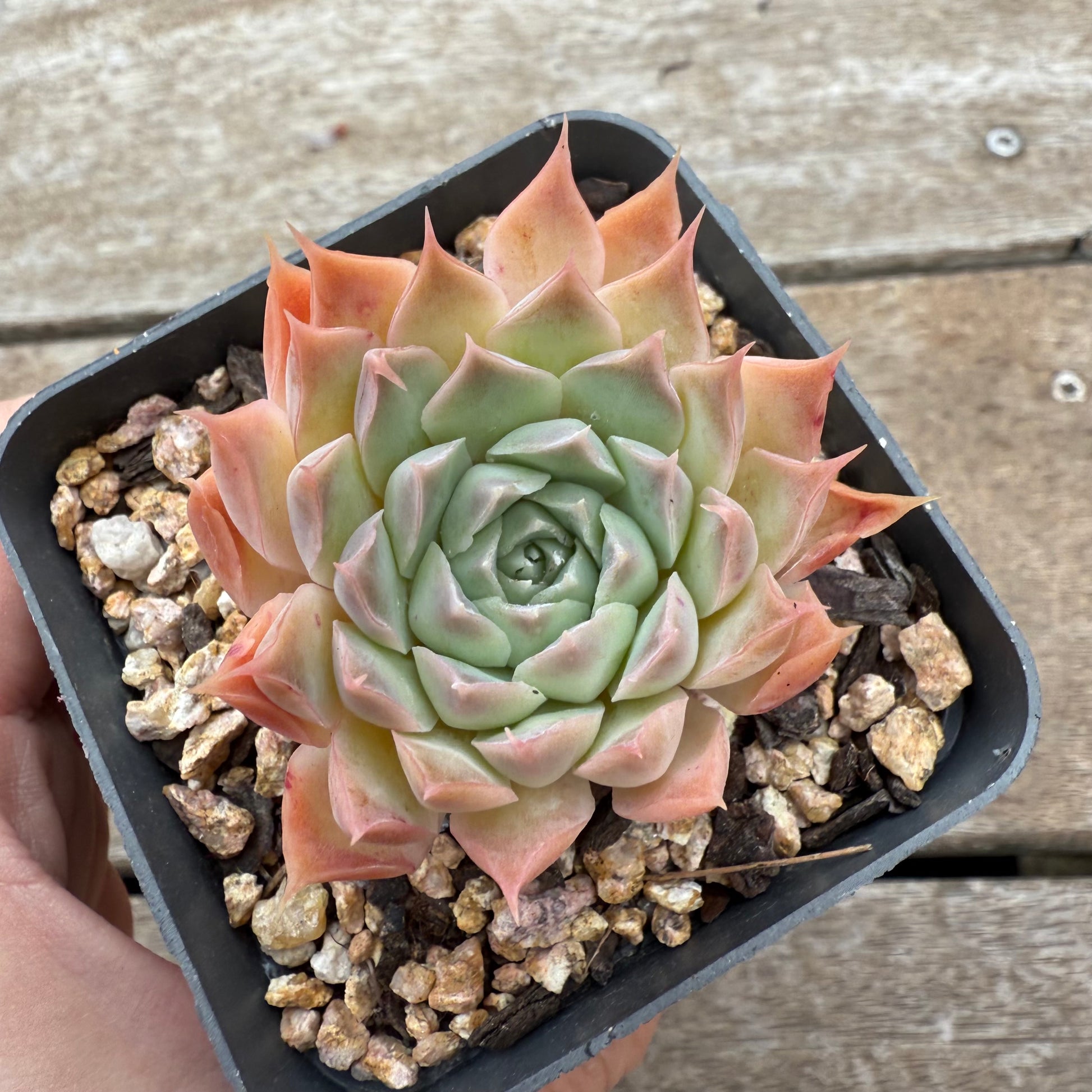 succulent ferris wheel 0804 Echeveria 'Ferris Wheel'