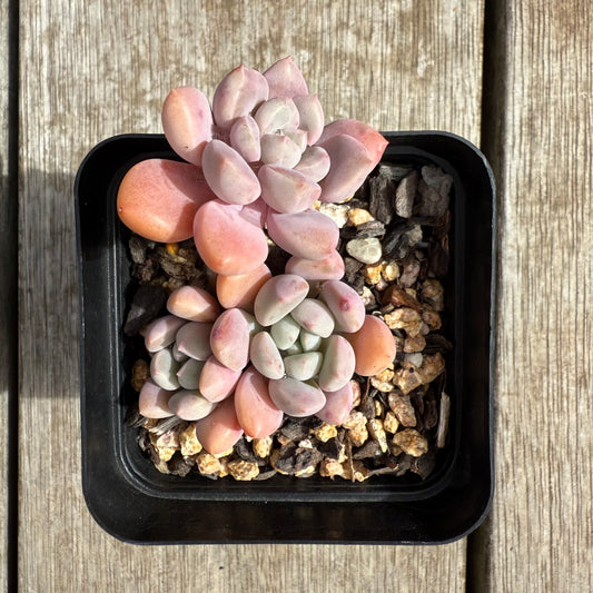 0804 Graptoveria White Dew