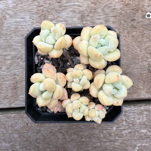 0804 Sedeveria Pudgy