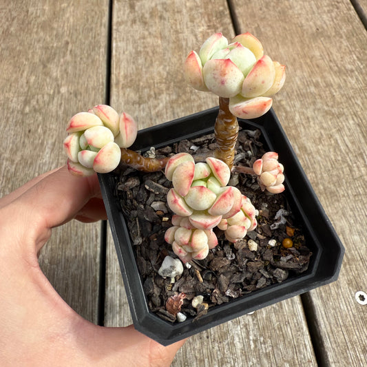 0804 Sedeveria Vanilla Bis (Clump)