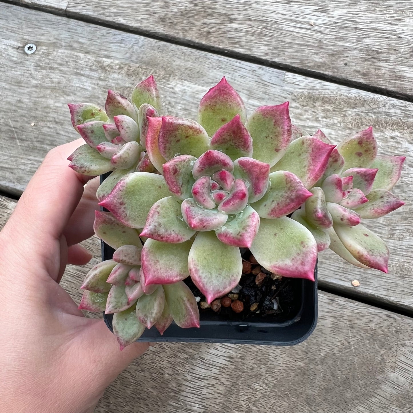 0904 Echeveria Arzee