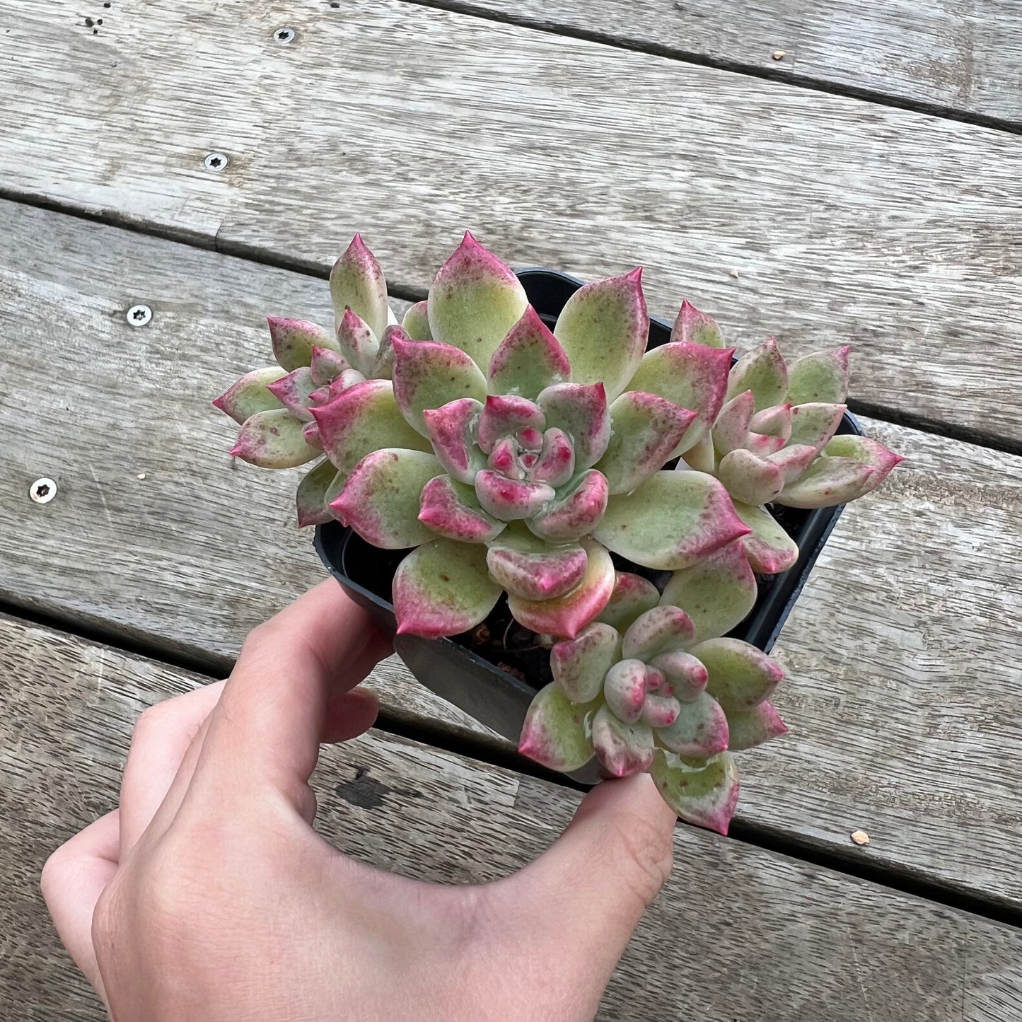 0904 Echeveria Arzee