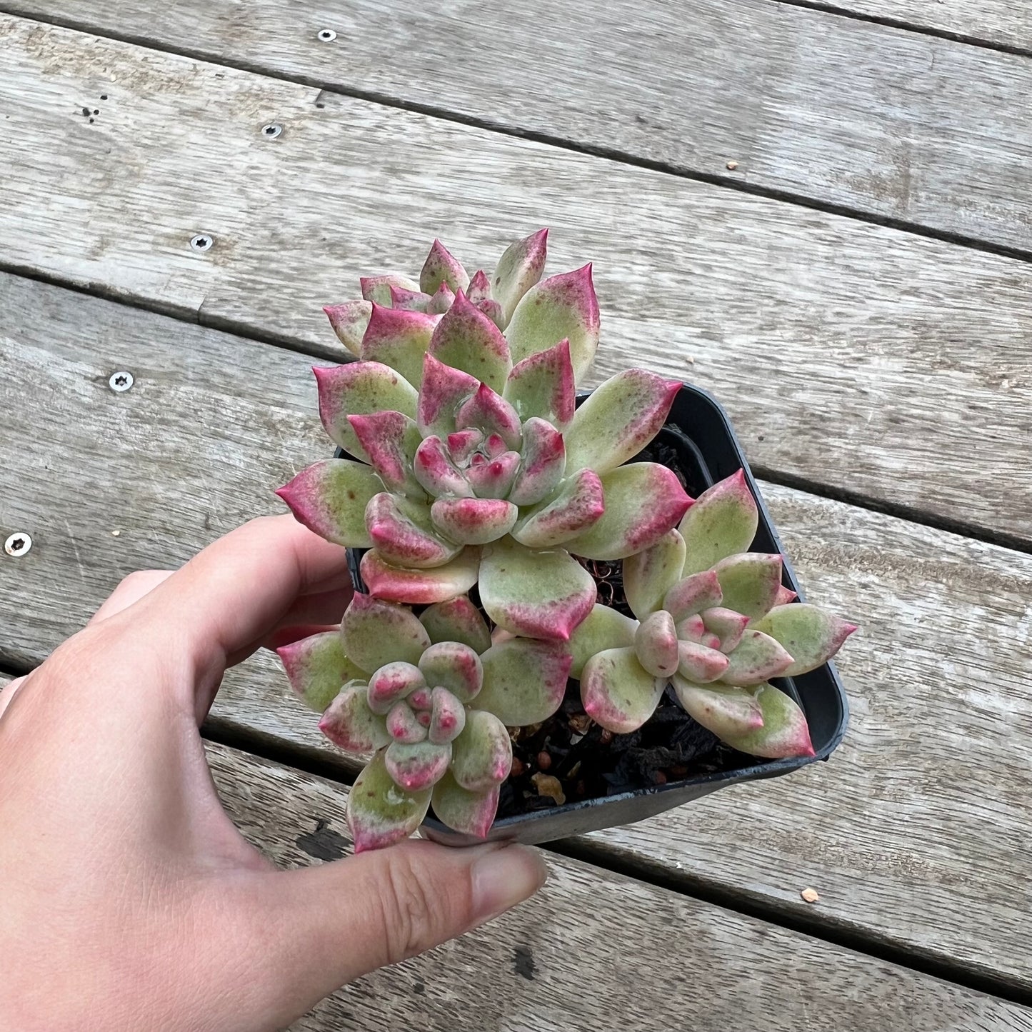 0904 Echeveria Arzee