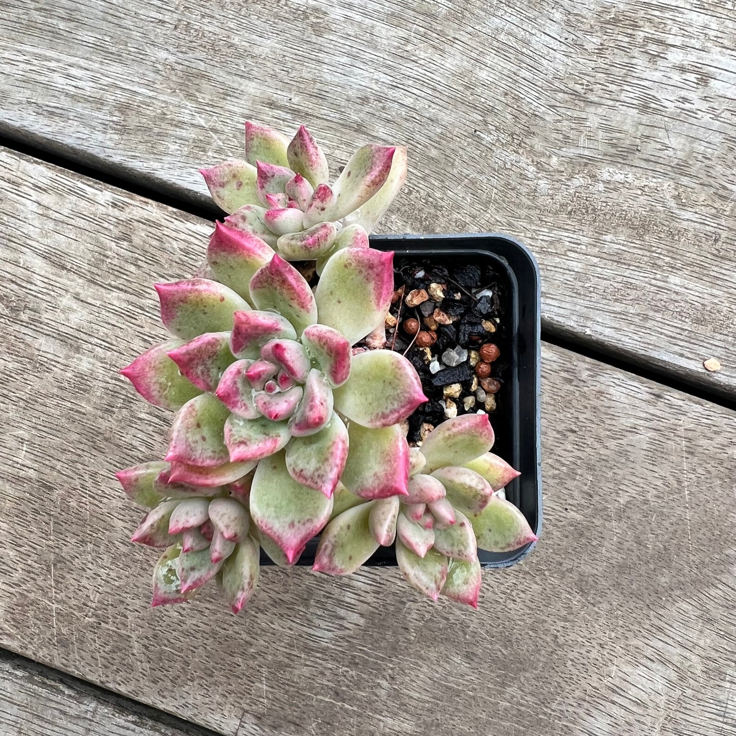 0904 Echeveria Arzee